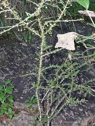 Image result for Phyllanthus micromeris