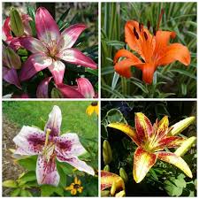 The bloom time varies from early to mid and late season. Asiatic And Oriental Lilies What Is The Difference