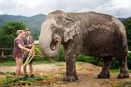 Chiang Mai | Elephant Jungle Sanctuary