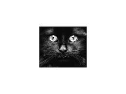 Merveilleux Chats Noirs Decouvrez 50 Photos Magnifiques Chat Noir Photo Magnifique Chat