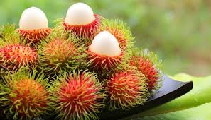 Jual rambutan zaenal mahang kota batu eksotic plant tokopedia via www.tokopedia.com. Sedang Musim Selain Buahnya Ini Manfaat Biji Rambutan Gaya Tempo Co