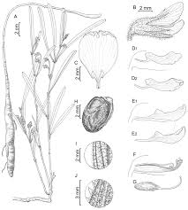 Image result for Eriosema youngii