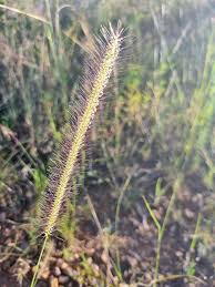 Image result for Perotis patens