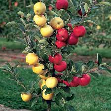 Maybe you would like to learn more about one of these? Stark Double Delicious Apple Apple Trees Stark Bro S