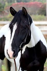 Black White And Brown Paint Horses Pin On Horses Horses And More Horses