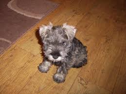 At posh paws, we have a wide range of grooming options available. Posh Pooch Parlour Home Facebook