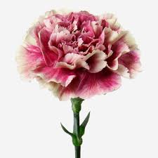 Maybe you would like to learn more about one of these? Antique Pink Carnation Flowers Flowerbx