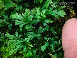 Image result for Crepidomanes