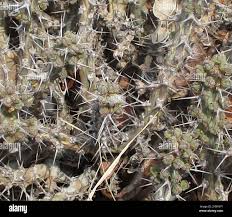 Image result for Euphorbia schinzii