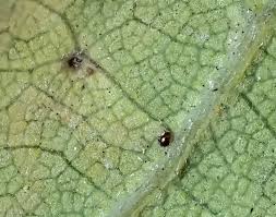 Image result for Stigmella roborella