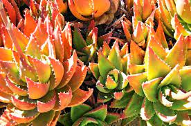 Maybe you would like to learn more about one of these? Colorful Plants Top 10 Colorful Succulents Birds Blooms