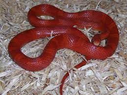 Pin On Corn Snakes