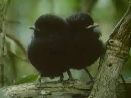 By 1900, the introduction of rats and cats following human settlement had wiped out the birds from everywhere apart from little mangere island. The Black Robin A Chatham Island Story Television Nz On Screen