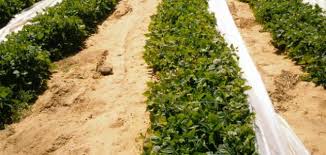 طريقة زراعة الفاصولياء موضوع