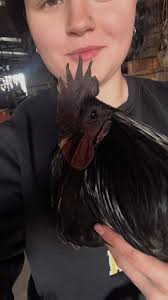 What breed of rooster do I have?