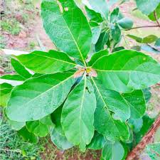 Image result for Terminalia bellirica