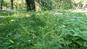 Ambrozie, adormirea maicii domnului și sf. Ambrozia CreÈ™te In Voie In Parcul Botanic Tion