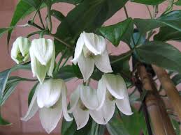 Best with good drainage and high fertility, it needs protection over winter in cooler areas. Clematis For Winter Three Of The Best The English Garden