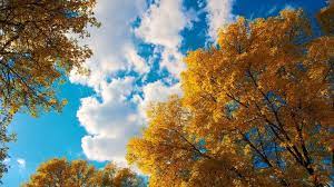 3840x2160 Trees 4k Pc Wallpaper Free Download Hd Best Nature Wallpapers Nature Wallpaper Hd Nature Wallpapers