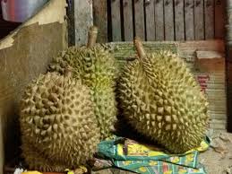 The spiky fruits that it drops can sometimes cause problems. An Audience With The King Of Fruits Go Karlmans