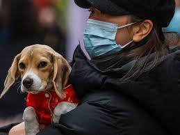 Pet food, where required, is now being included in foodbank parcels. Lockdown Boom In Uk Pet Ownership Fuels Cat And Dog Food Shortage Pets The Guardian