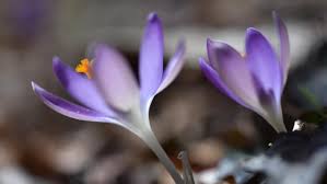 Closed thanksgiving day and christmas day. Spring Flowers Photo Gallery Crocus Are In Bloom On Cape Cod