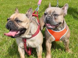 Bouledogue or bouledogue français) is a breed of domestic dog, bred to be companion dogs. Vet Steals Customer S Pedigree Puppy Worth 2 000 Then It Dies At Her Home Mirror Online