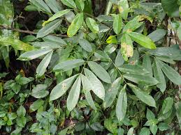 Image result for Millettia makondensis