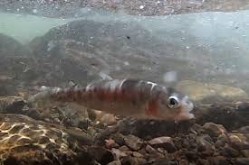 Mule train helps Colorado Parks & Wildlife restore rare Hayden Creek  cutthroat to mountain stream