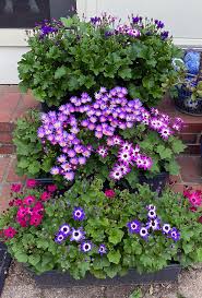 Image result for Pericallis