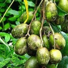 Ilustrasi ibu hami makan buah. Khasiat Manfaat Buah Kedondong Yang Jarang Diketahui