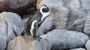 The penguins live in colonies spread across 24 islands between algoa bay and namibia, where they. When Penguins Dive For Food Other Seabirds Follow And Get A Treat Abc News