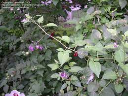 Grows in fence rows, hedges, and pastures. Mid South Gardening Purple Flowering Vine Red Berries I D 1 By Mairn497