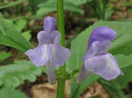 Image result for Scutellaria schweinfurthii