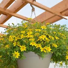 Image result for Bidens grantii