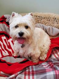 BARKSBAR Original Silicone Cat & Dog Feeding Mat, Gray, Small