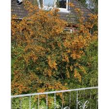 Image result for Pyracantha coccinea soleil d'or