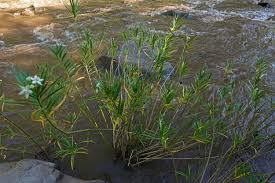 Image result for Kanahia laniflora