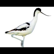 Image result for Alectra vogelii