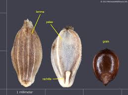 Image result for Glyceria