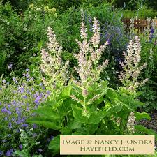 Image result for Salvia sclarea