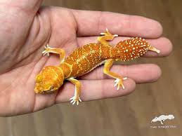 Image result for Pycreus nitidus