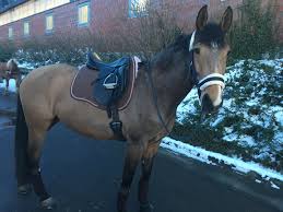 Biete hier eine lammfellschabracke von wonderpad an in guten zustand ( ähnlich mattes) normale. Produkttest Mattes Lammfellschabracke Pferdewiese