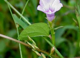 Image result for Ipomoea richardsiae