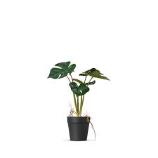 มอนสเตอร่า (monstera) เป็นไม้ใบ มีถิ่นกำเนิดในเขตร้อนชื้นในทวีปอเมริกา พืชตระกูลมอนสเตอรามีมากถึง 50 สายพันธุ์ แต่พันธุ์ที่นิยม. Monstera Deliciosa à¸¡à¸­à¸™à¸ªà¹€à¸•à¸­à¸£ à¸²à¹€à¸ªà¸¡ à¸­à¸™à¸ˆà¸£ à¸‡ 28cm Treescape Thailand