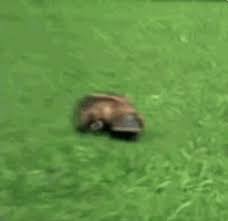 This Platypus Going For A Run The 24 Most Important Australian Animal Gifs Of All Time Australian Animals Platypus Funny Animals