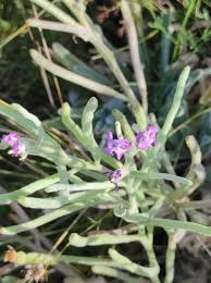 Image result for Blotiella sinuata