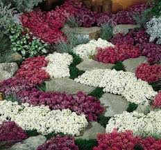 какие цветы посадить на клумбе чтобы цвели все лето фото Pochvopokrovniki V Rokarii Kakie Nizkoroslye Cvety Posadit V Klumbu Chtoby Cveli Vse Leto Vidy I Sorta Rasten Pochvopokrovnye Rasteniya Rasteniya Cvety Vo Dvore