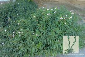 Maybe you would like to learn more about one of these? Dwarf Ruellia Ruellia Brittoniana Baby Katie Civano Nursery Tucson Plant Nursery