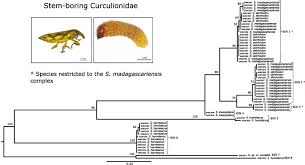 Image result for Senecio polyanthemoides